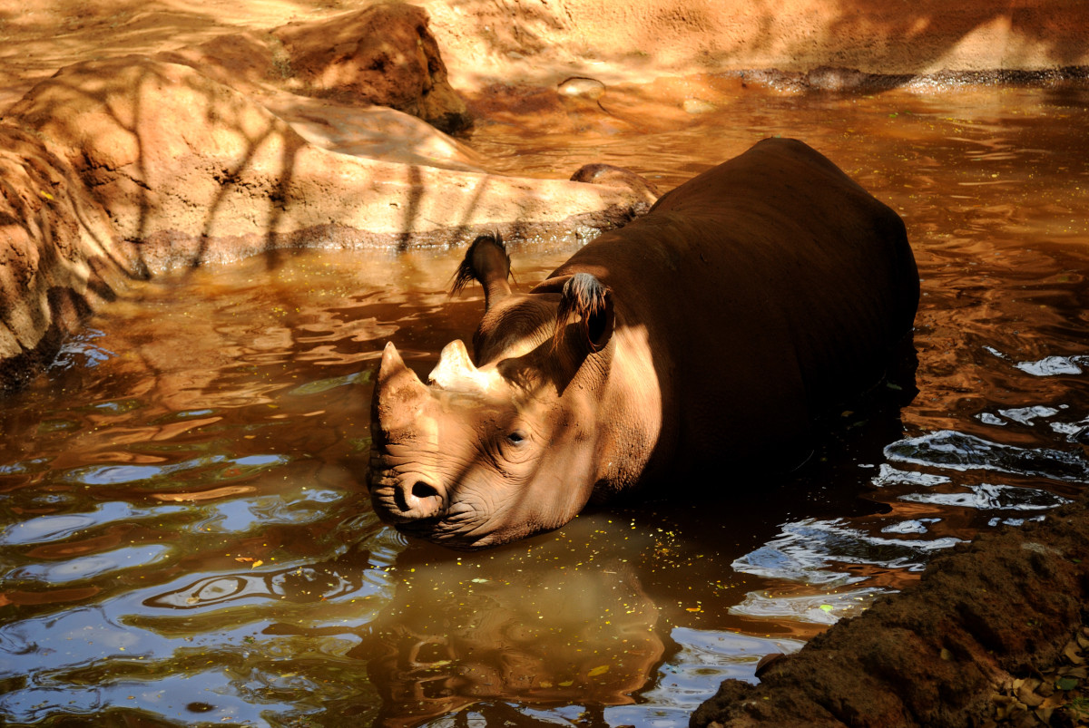 Black Rhinoceros A Critically Endangered Species HubPages