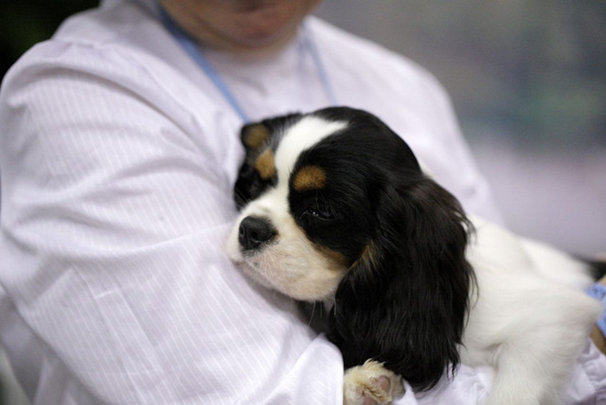 Five Affectionate Dog Breeds That You Can Cuddle PetHelpful