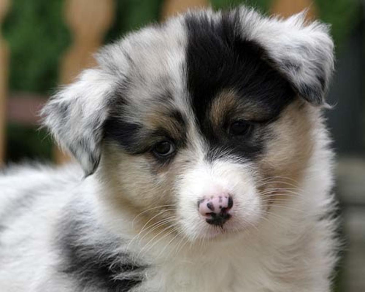 Top 10 Best (and Cutest!) Dog Breeds for Families PetHelpful