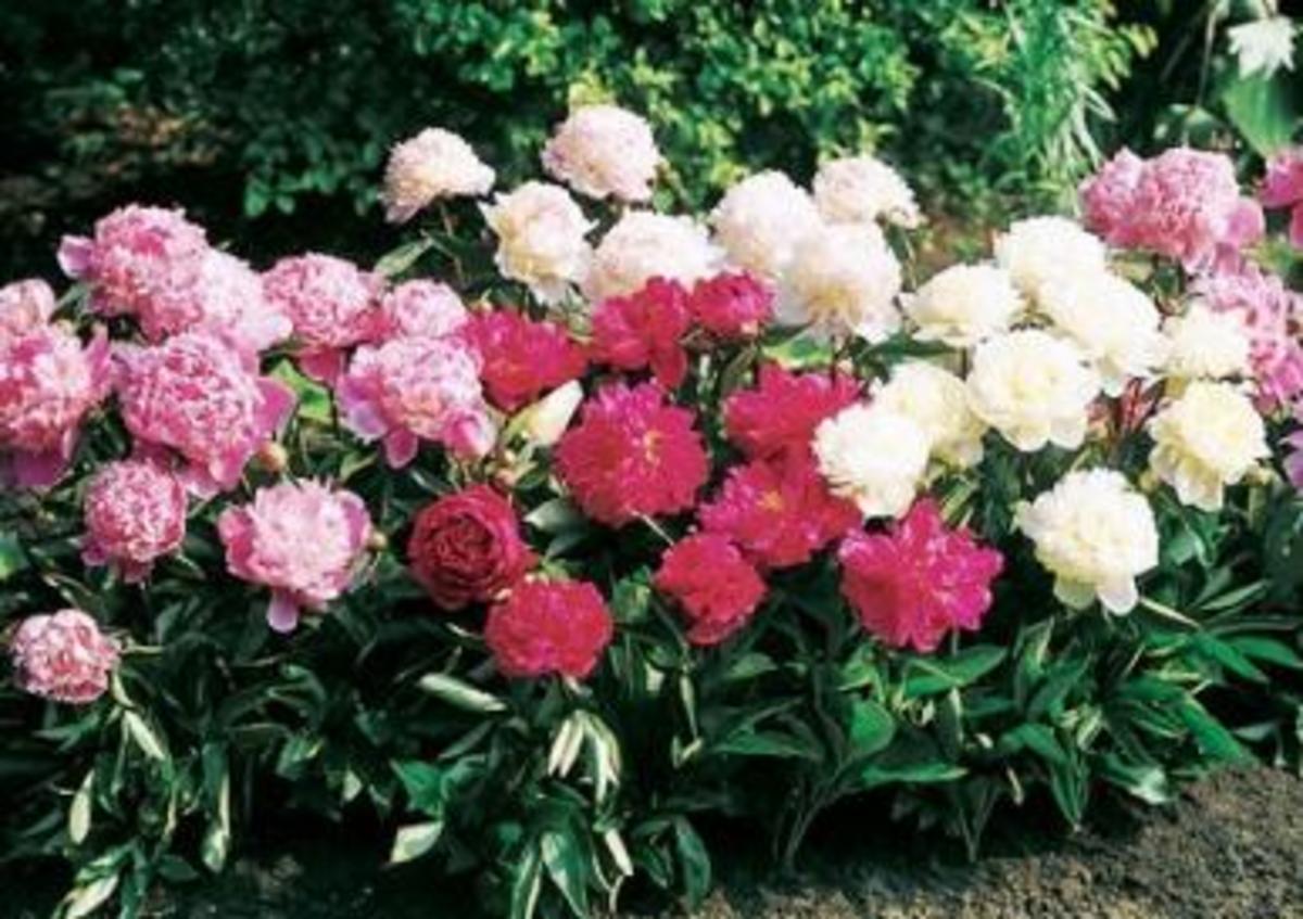 How to Make Money from Selling Plants hubpages