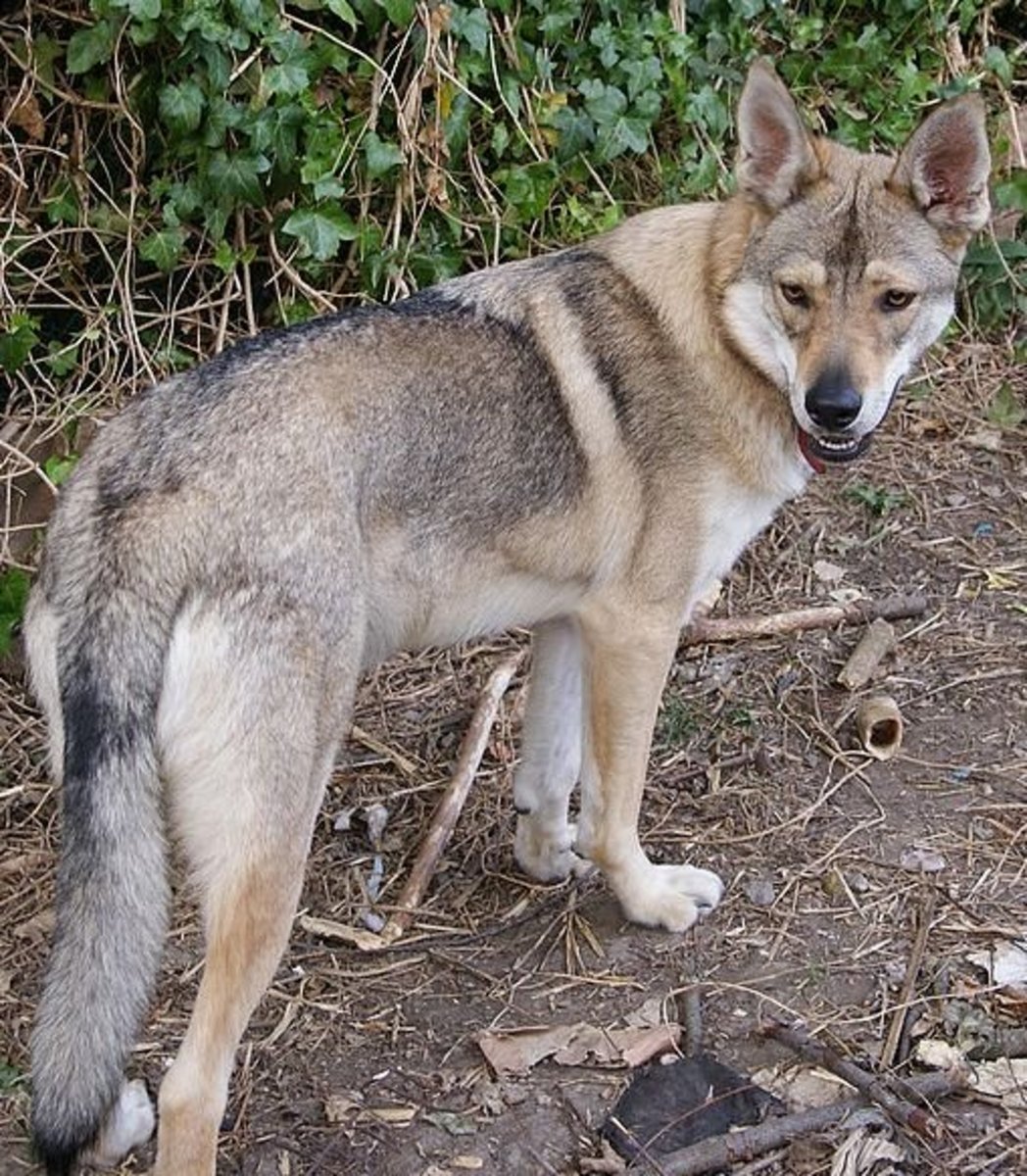 The Seven Best Dogs That Look Like Wolves PetHelpful