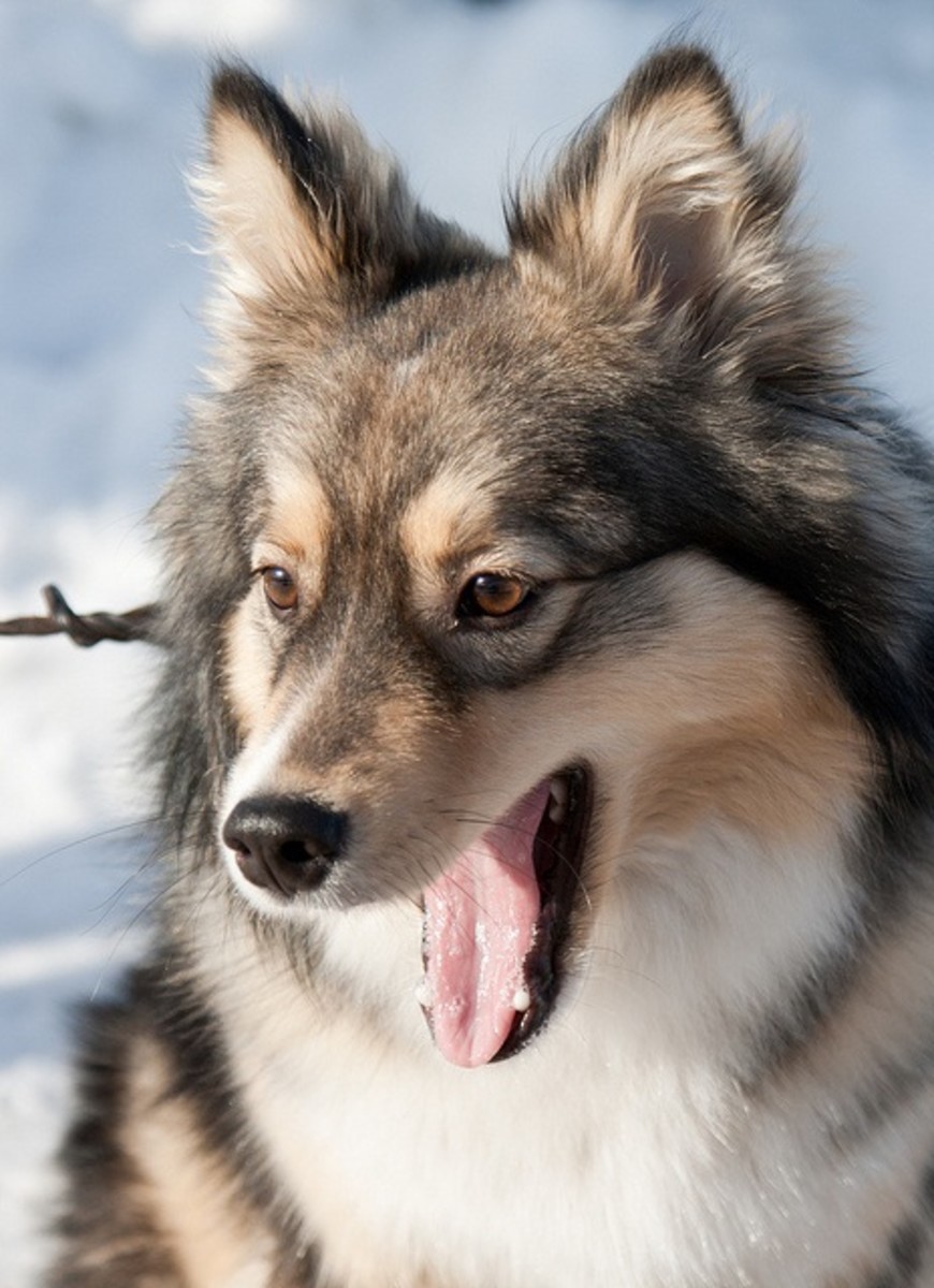 The Seven Best Dogs That Look Like Wolves PetHelpful