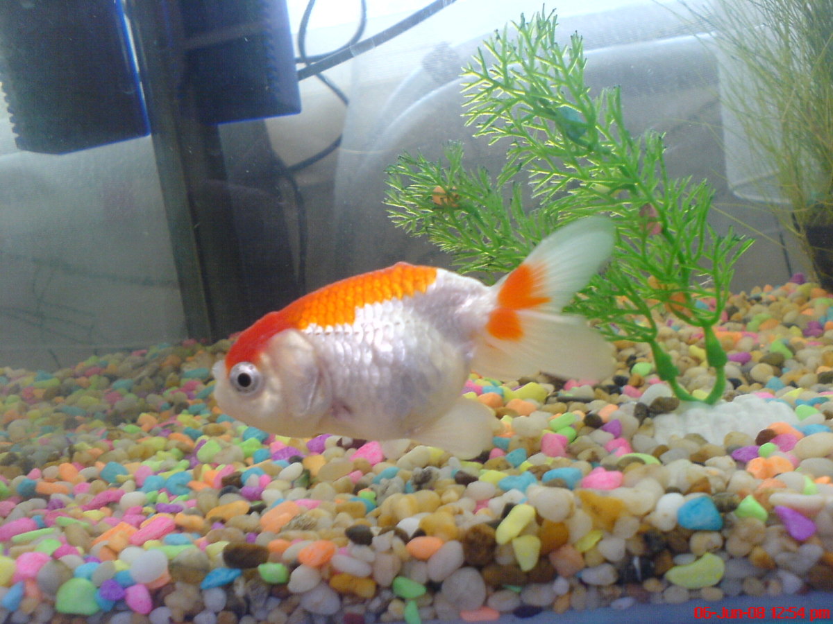 Ranch Goldfish Raising the Amazing Fancy Goldfish PetHelpful