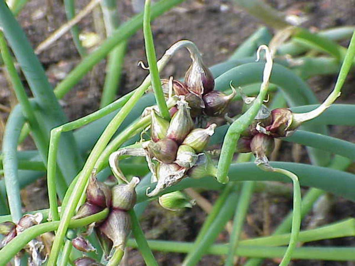 How to Grow Perennial Eygptian Onions HubPages