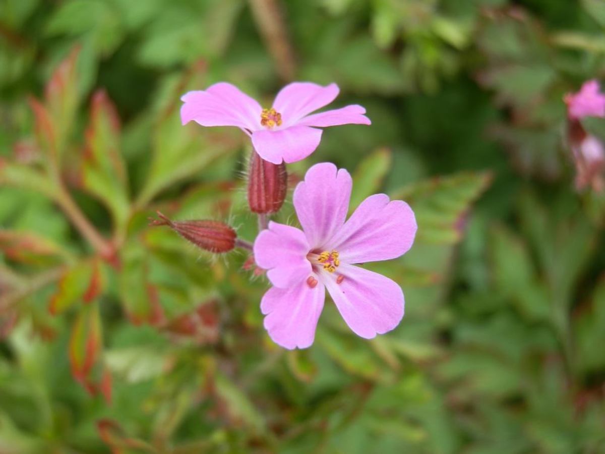Herb Robert Geranium robertianum HubPages