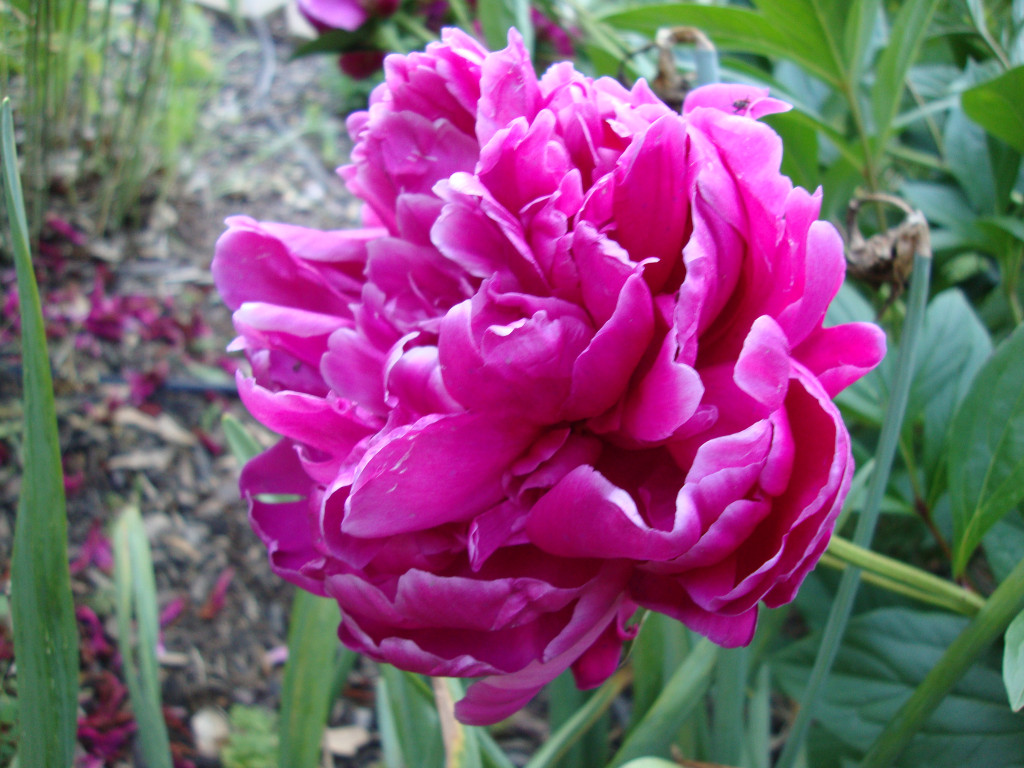 Easy Steps to Grow Peonies HubPages