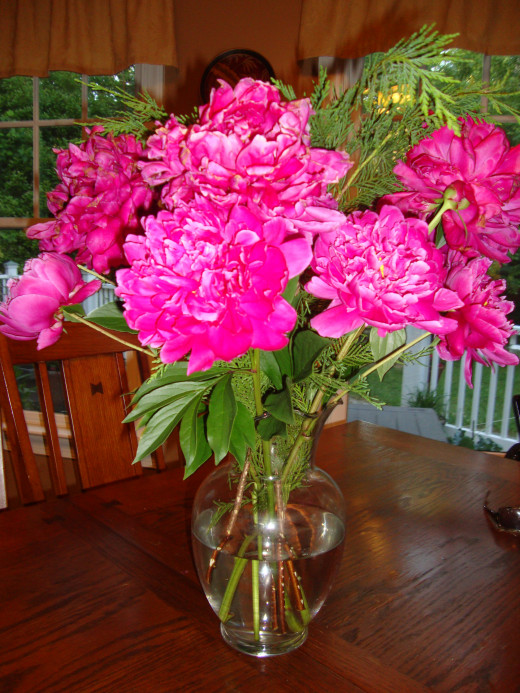 Easy Steps to Grow Peonies HubPages