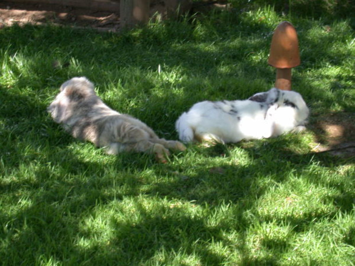 When Bunnies Attack What to Do When Your Rabbit Bites PetHelpful