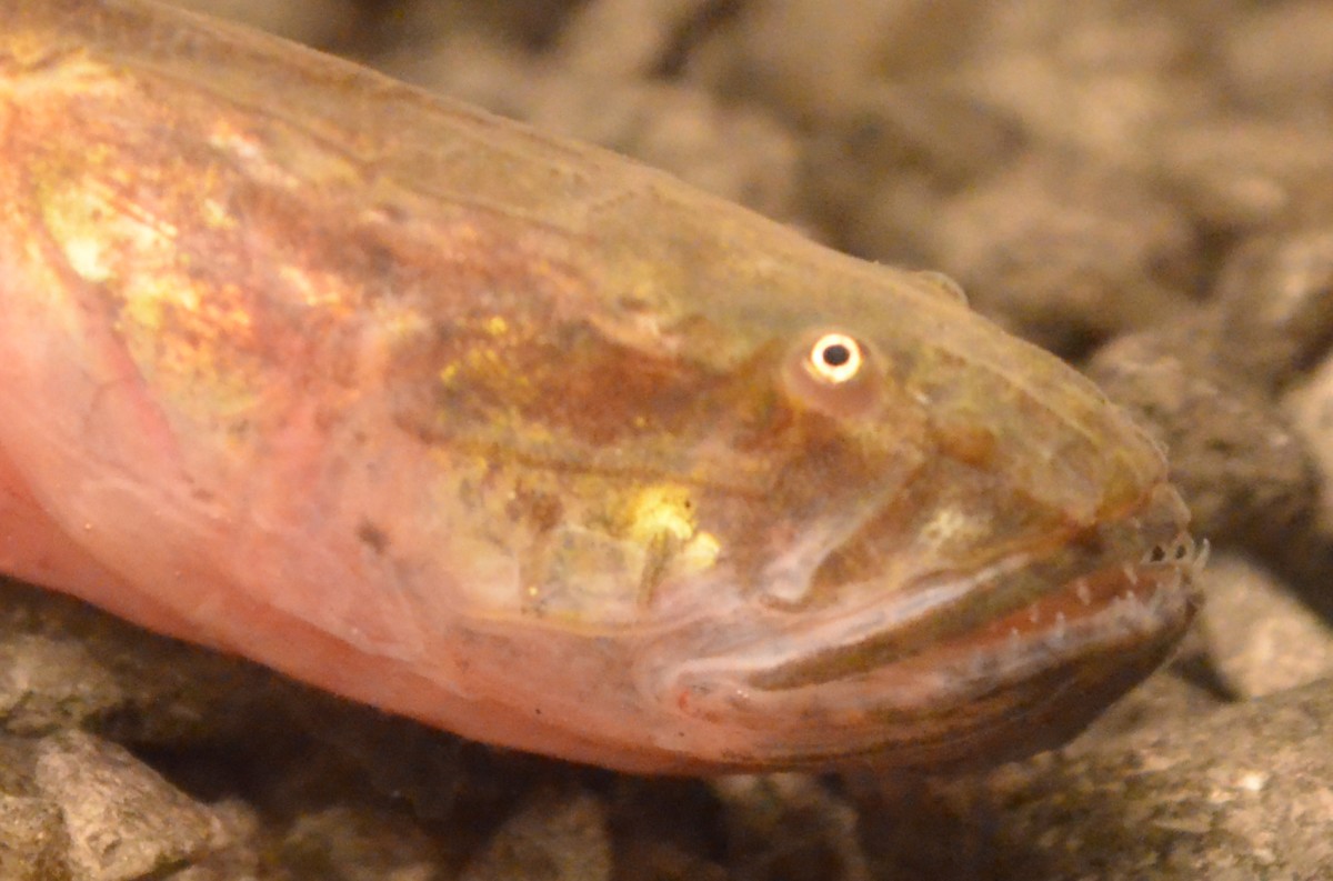 How to Care for a Violet Goby (Dragonfish) PetHelpful