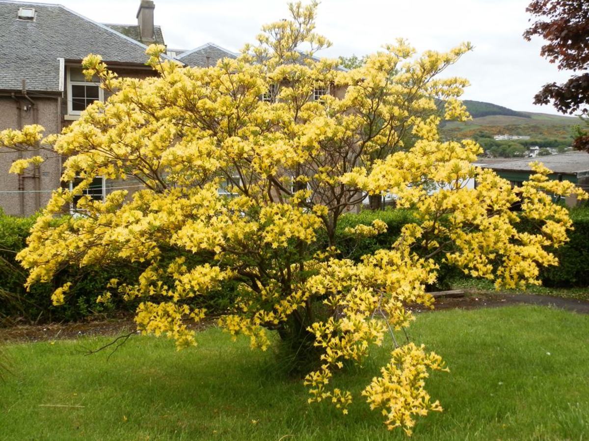 Ten AcidLoving Plants Dengarden