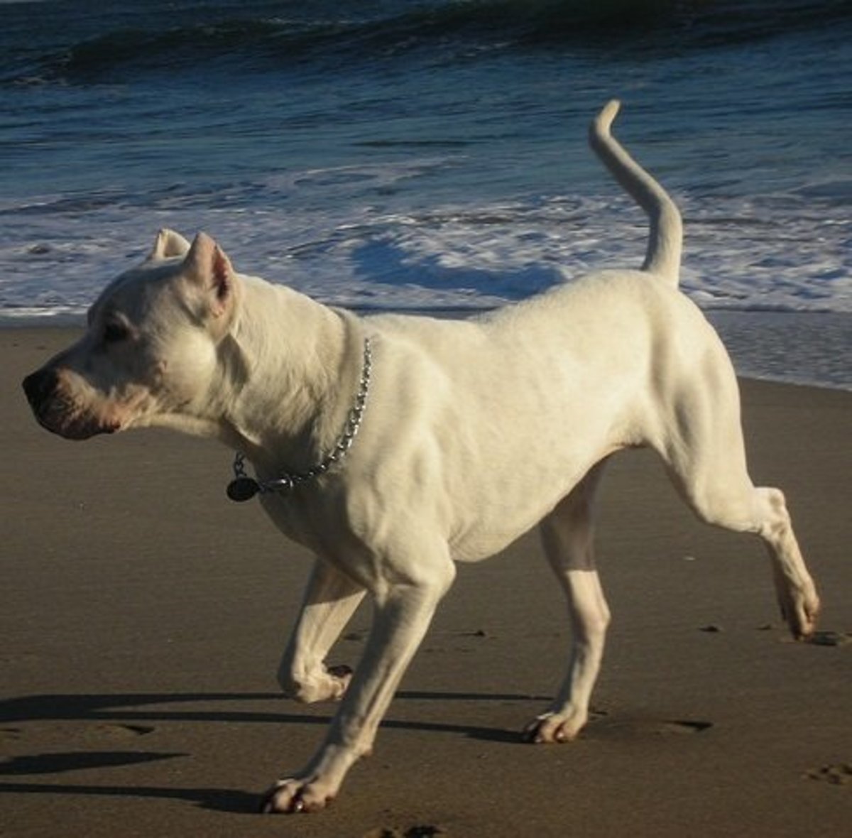 Five Great Dog Breeds From Latin America PetHelpful