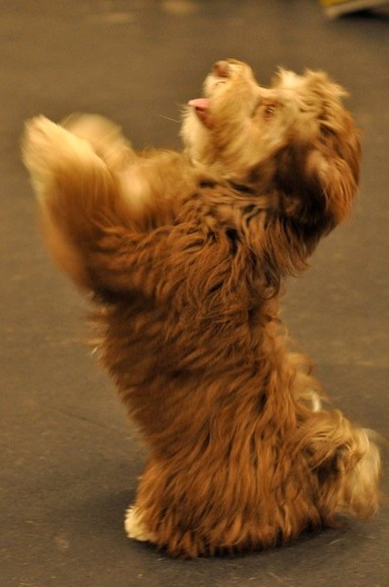 Small Dog Breeds That Don't Bark a Lot PetHelpful