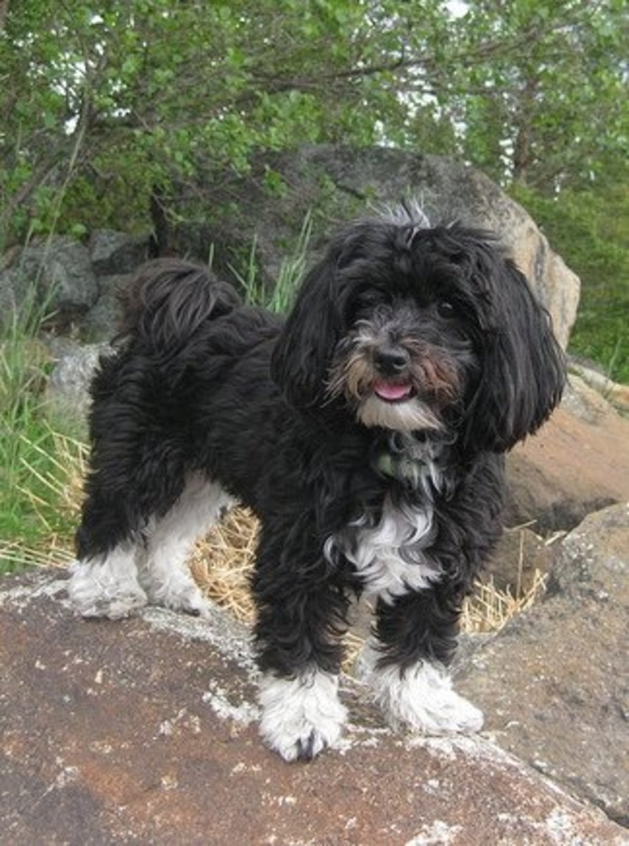 Five Small Fluffy Dog Breeds