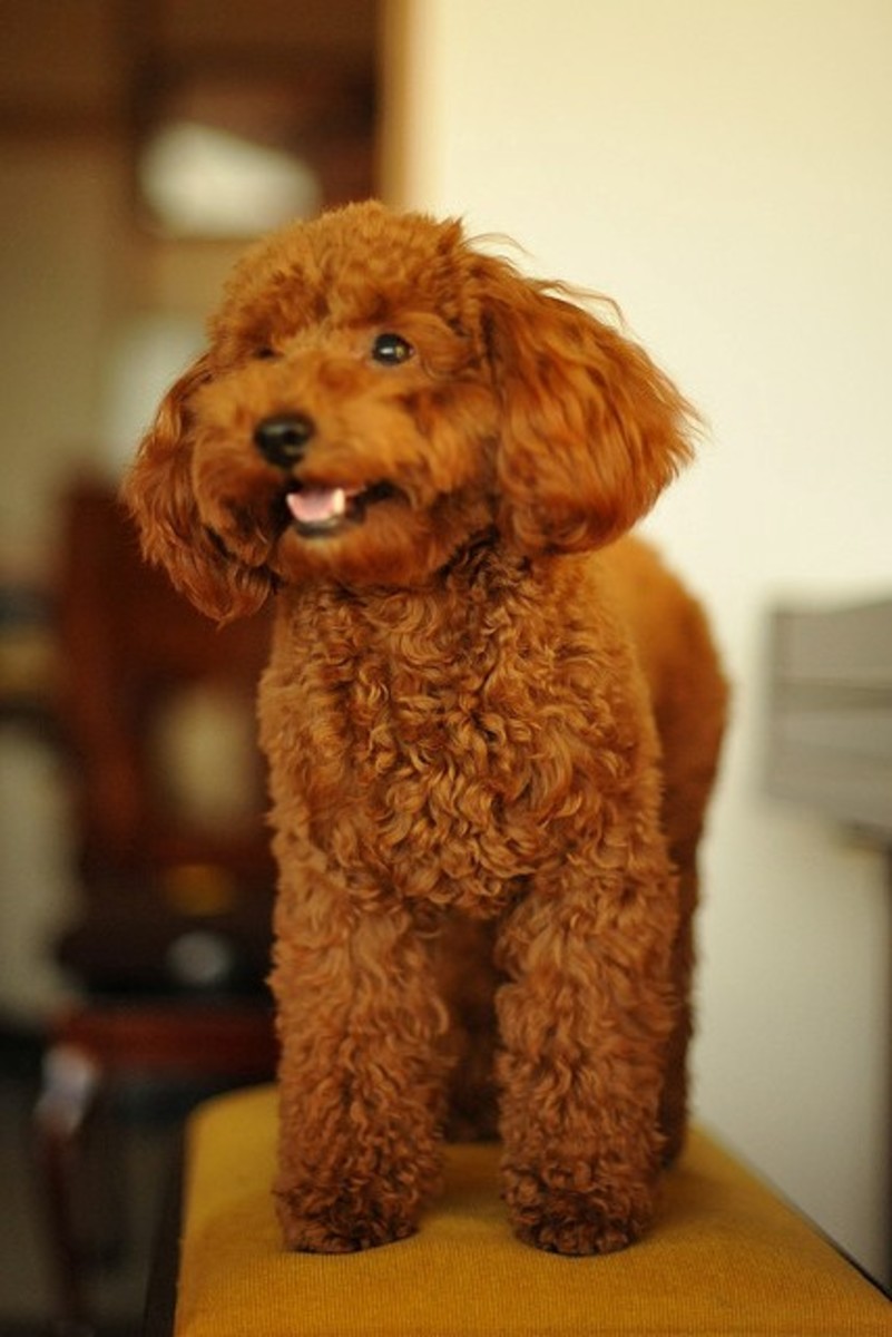 The 5 Sweetest Small and Fluffy Dog Breeds PetHelpful