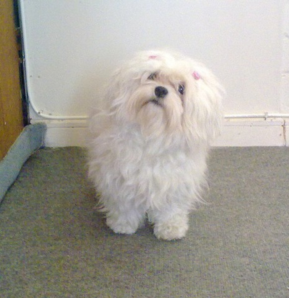 Five Small Fluffy Dog Breeds PetHelpful