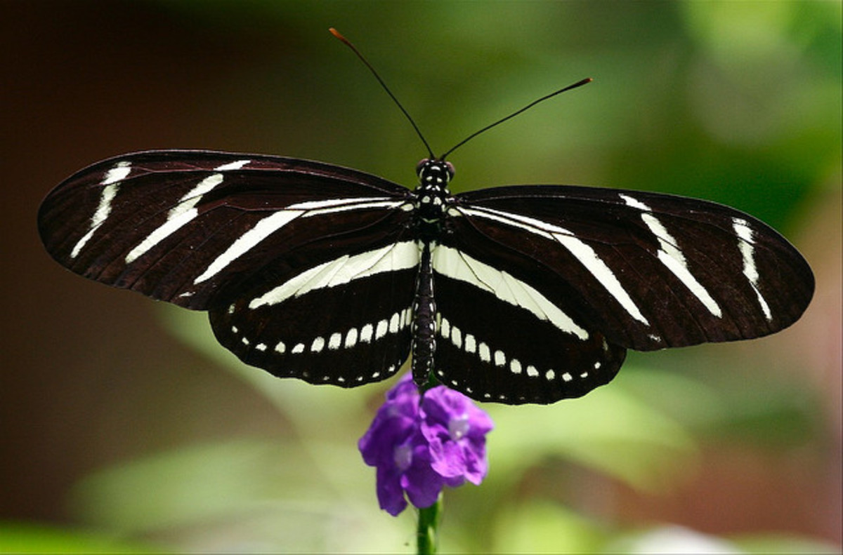 Top 10 Beautiful Butterflies of the USA HubPages