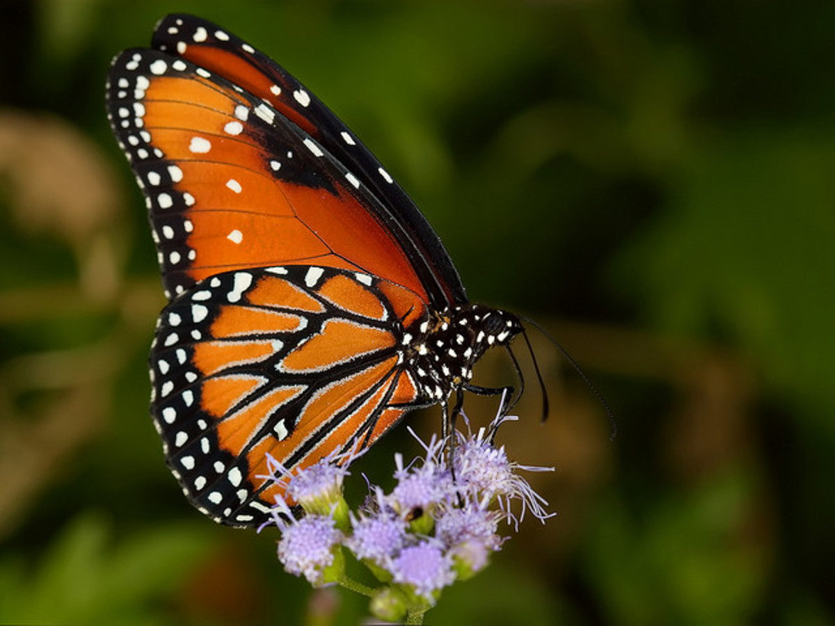 Top 10 Beautiful Butterflies of the USA