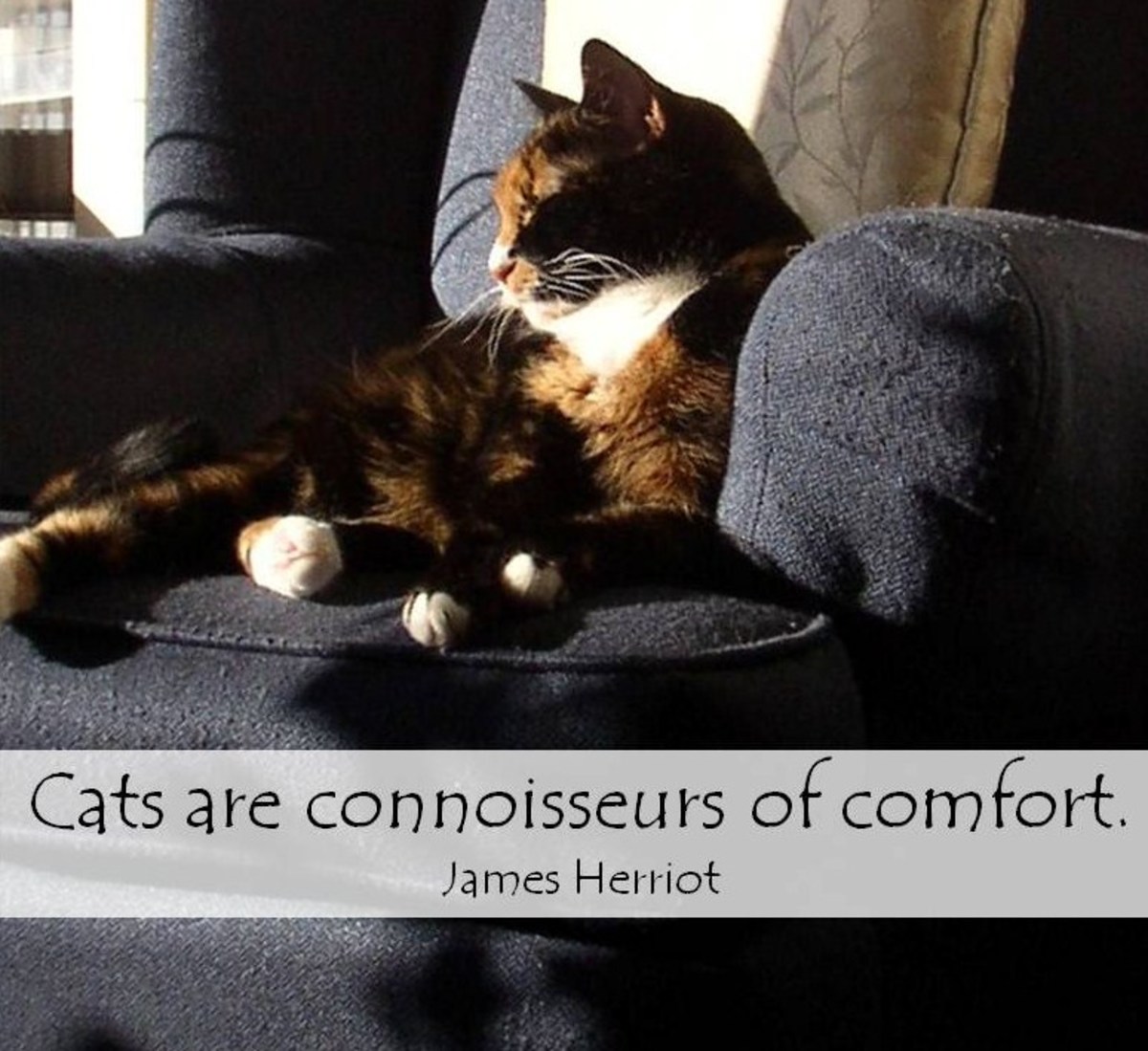 Adopting a New Pet After Your Cat or Dog Passes Away PetHelpful