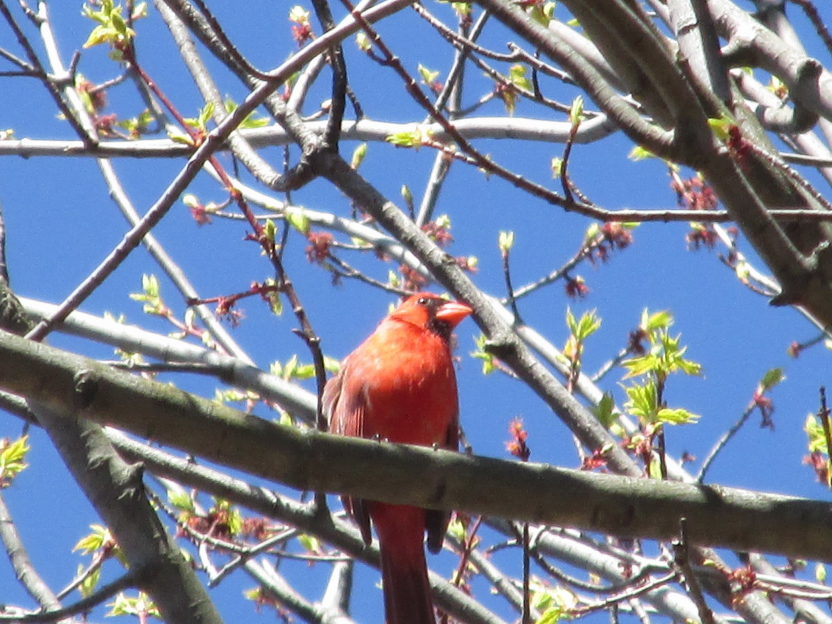 Best Tips to Attract Northern Cardinals to Your Yard HubPages