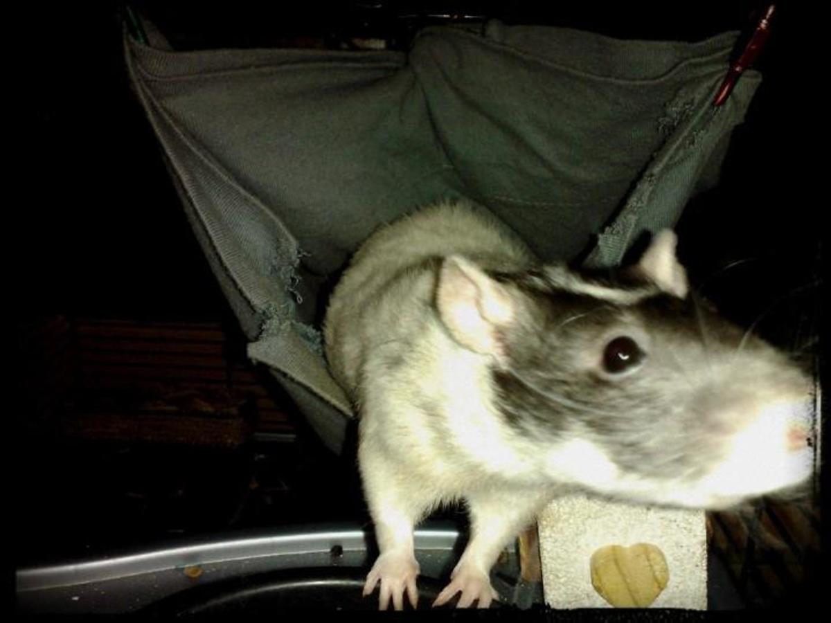 Top 10 Reasons to Have Rats as a Pet PetHelpful