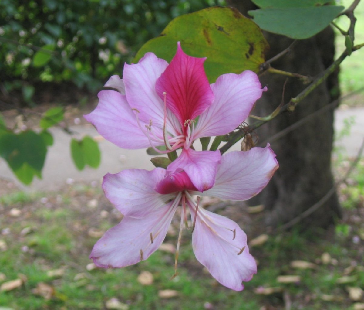 Kachnar Or Orchid Tree And Its Health Benefits HubPages