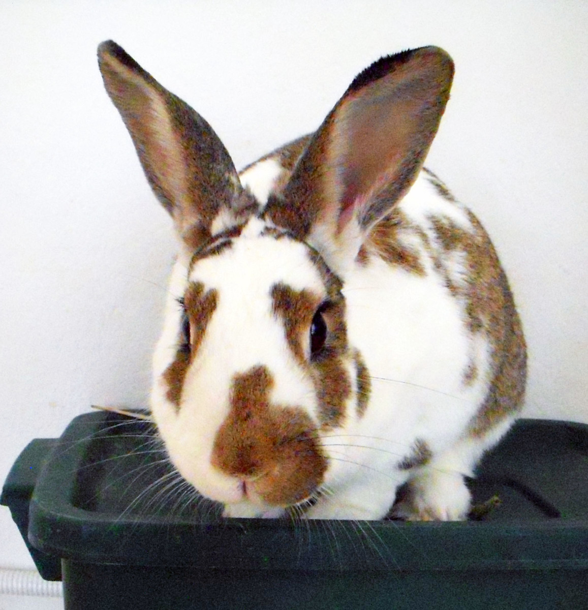 Rabbit Care and Feeding PetHelpful