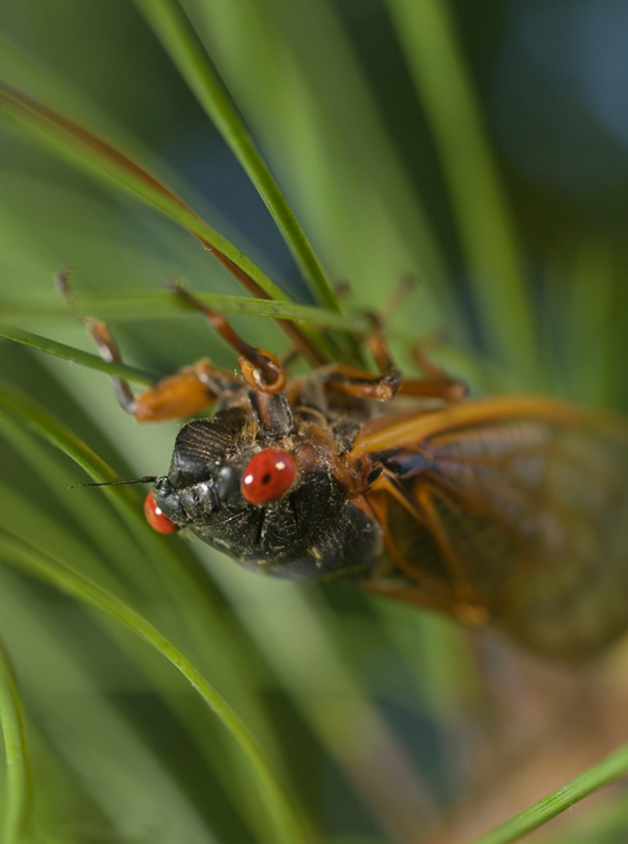 Interesting Facts About Cicadas Owlcation
