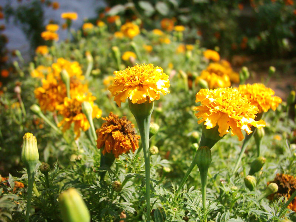 The Benefits of Marigold Tagetes in Your Garden Dengarden