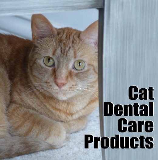 Cat Dental Care Products hubpages
