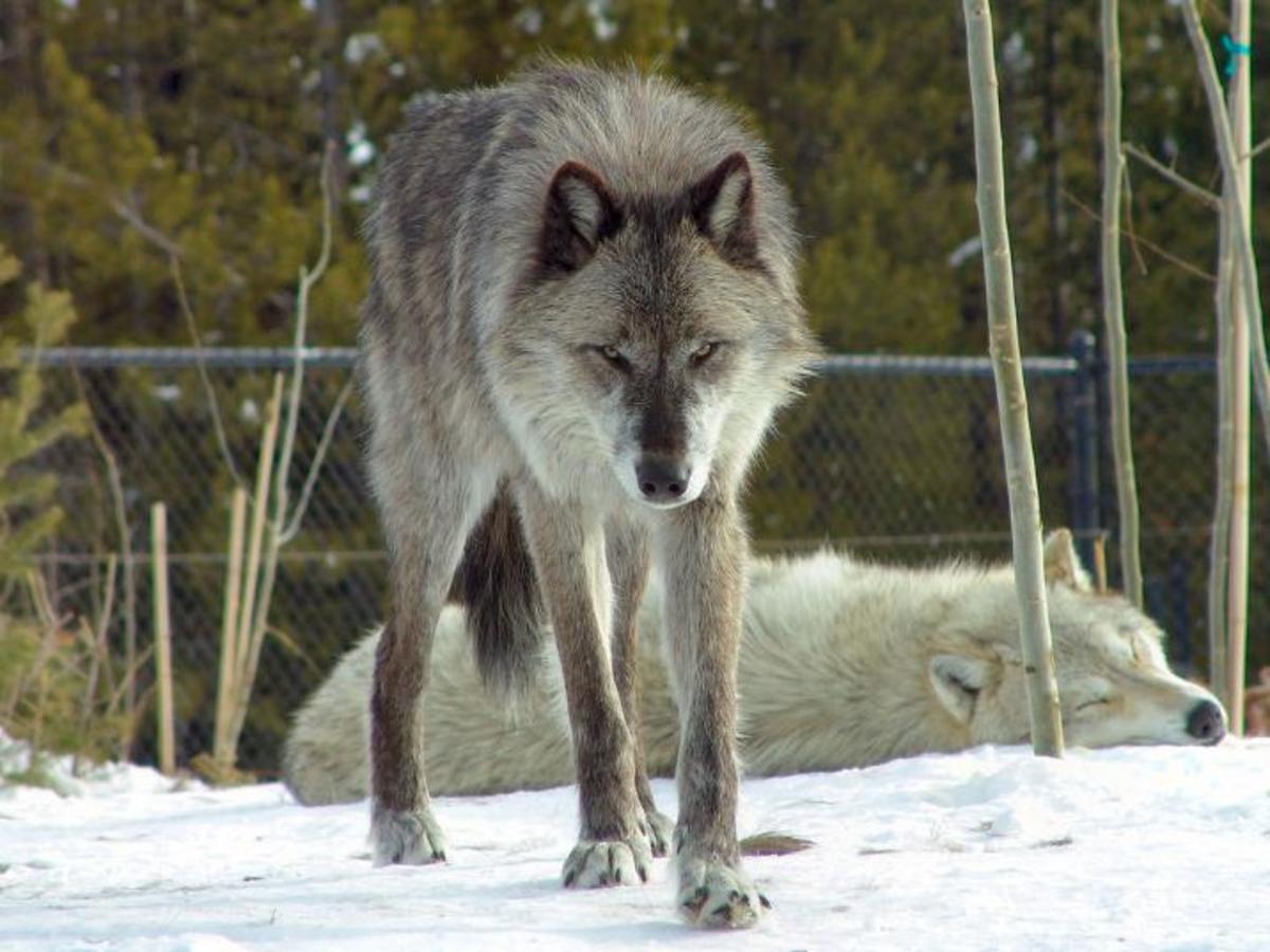 Which Exotic Pets Are Legal in the United States? PetHelpful