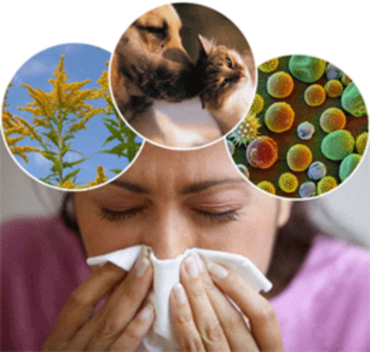Herbal Remedies for Allergies Natural Antihistamines RemedyGrove