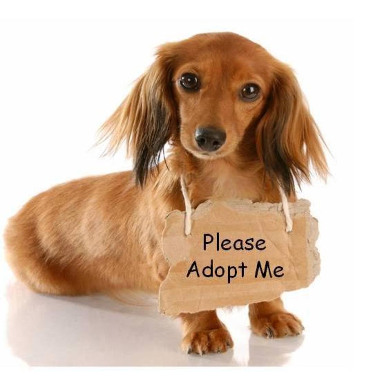 The Columbus Pet Expo Is Great Family Fun in Central Ohio HubPages