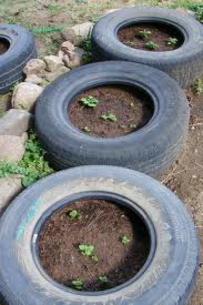 The Idiots Guide How to Grow Potatoes, Potato Growing in Tires / Tyres