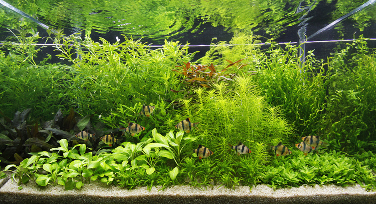 Carbon Dioxide (CO2) in a Planted Aquarium HubPages