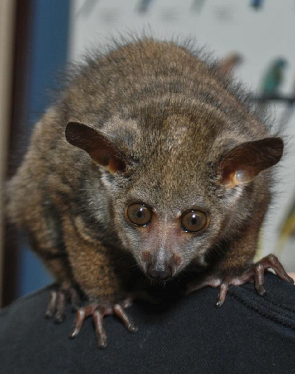 The 12 Coolest Exotic Pets That You Can't Own PetHelpful