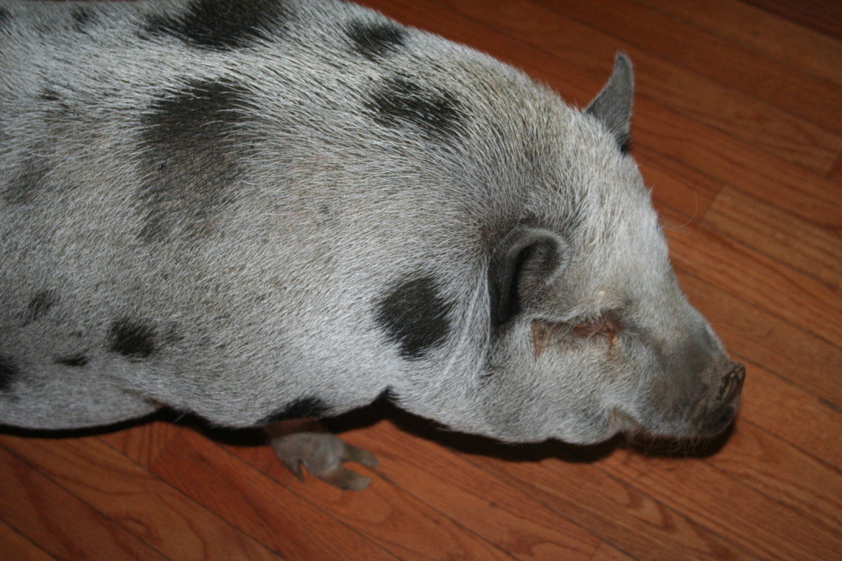 Adopting and Caring for a Domesticated PotBelly Pig! PetHelpful