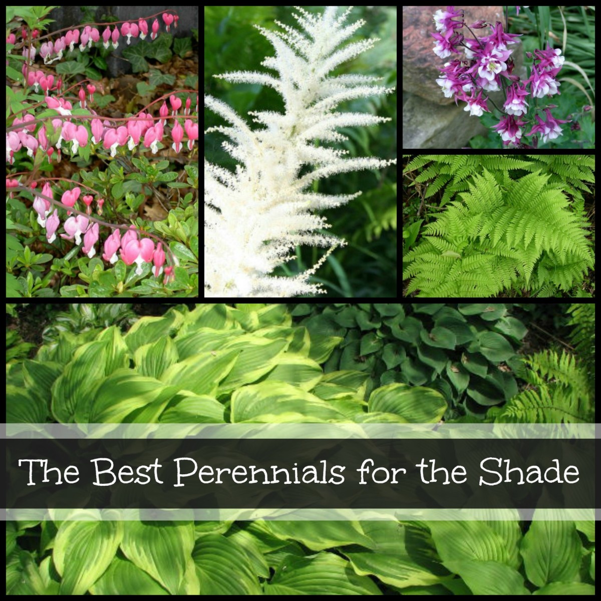 The Best Perennials for the Shade Dengarden