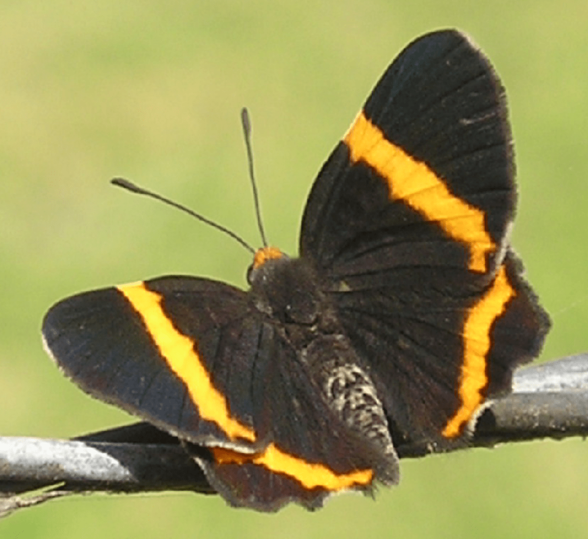 100 BUTTERFLY PICTURES and Big Butterfly Images