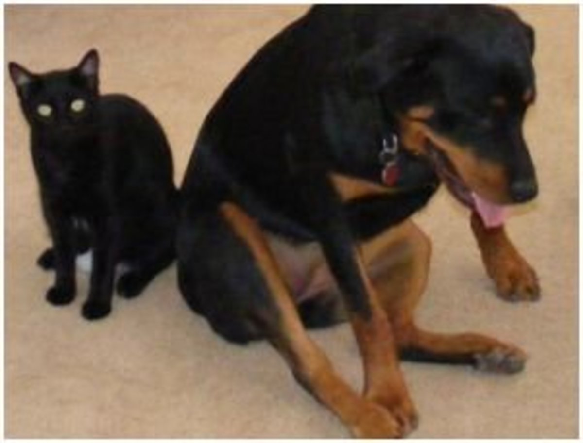 Dog Health Can Dogs Get Sick From Eating Cat Feces? PetHelpful