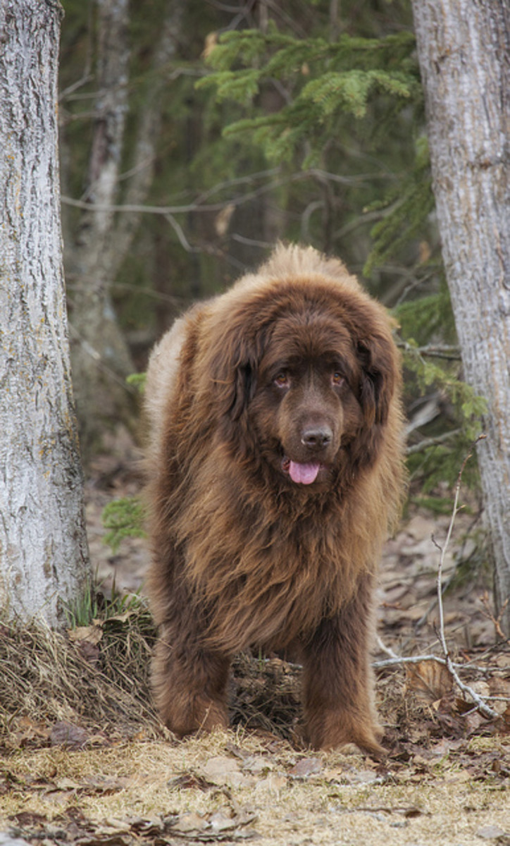 Best Large Dog Breeds From Canada PetHelpful