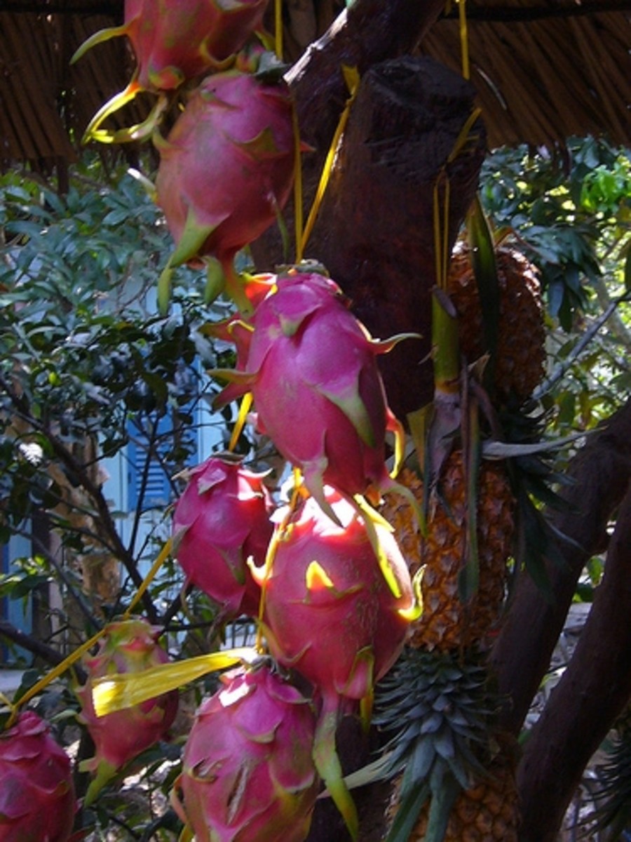 Dragon (Pitaya) Fruit Nutrients, Nutritional And Health Benefits