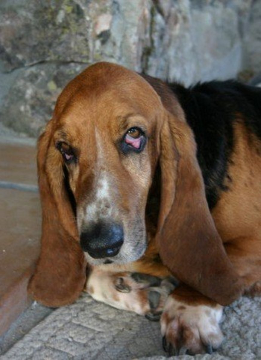 Causes of Front Leg Paralysis in Dogs PetHelpful