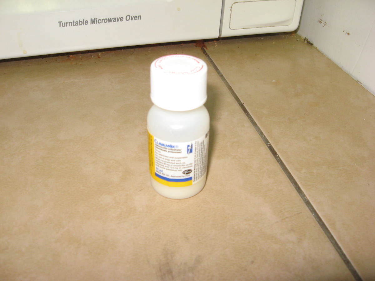 Dog Pneumonia My Puppy is Sick! PetHelpful