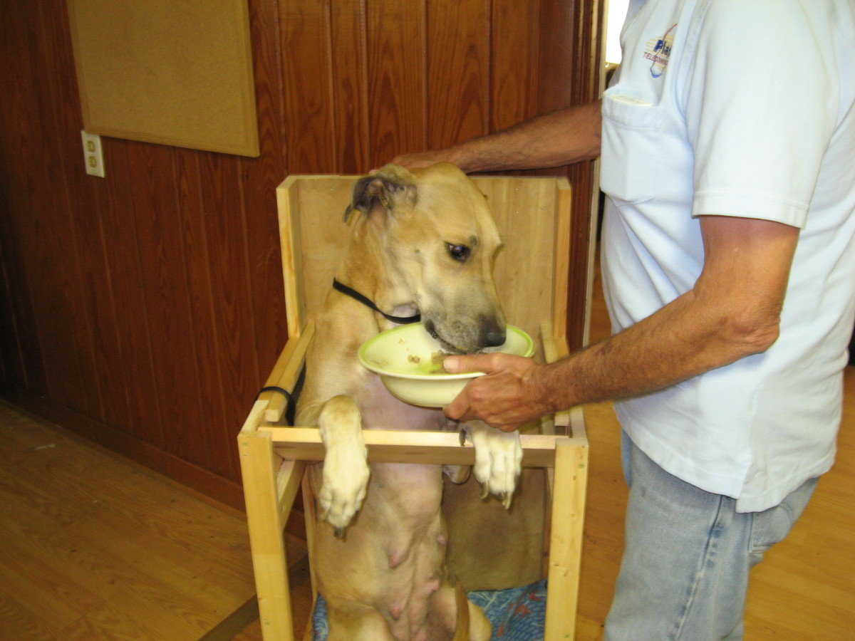 The Best Foods for Dogs With Megaesophagus PetHelpful