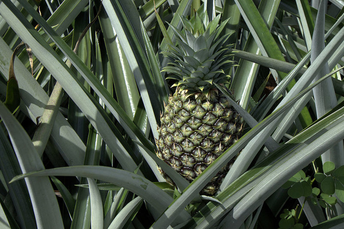 How to Eat a Pineapple in Type 2 Diabetes HubPages