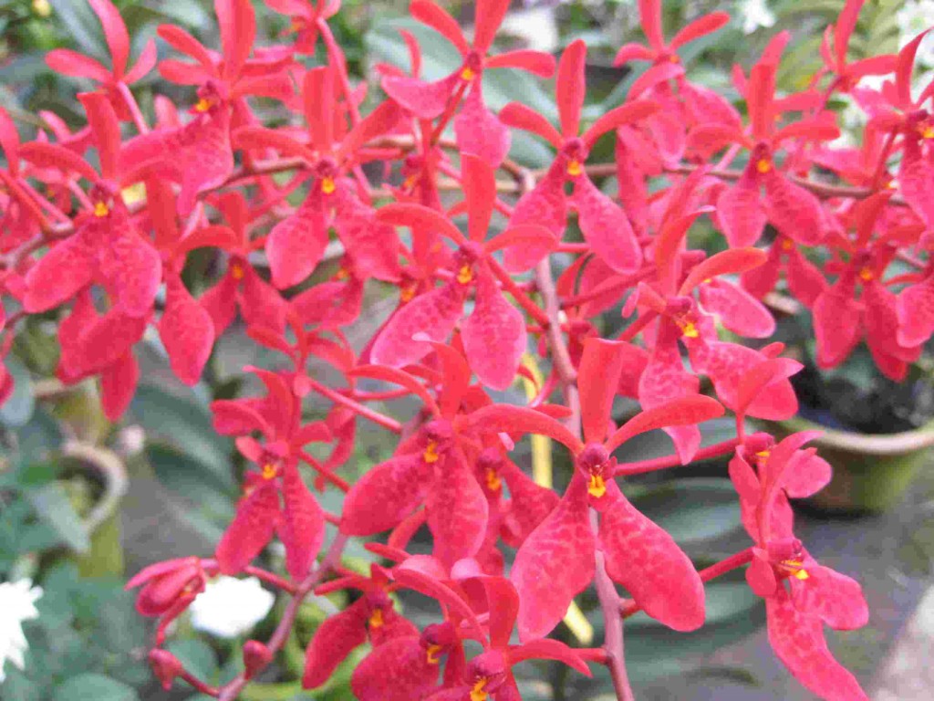 Chinese New Year Flowers and Plants in Singapore hubpages