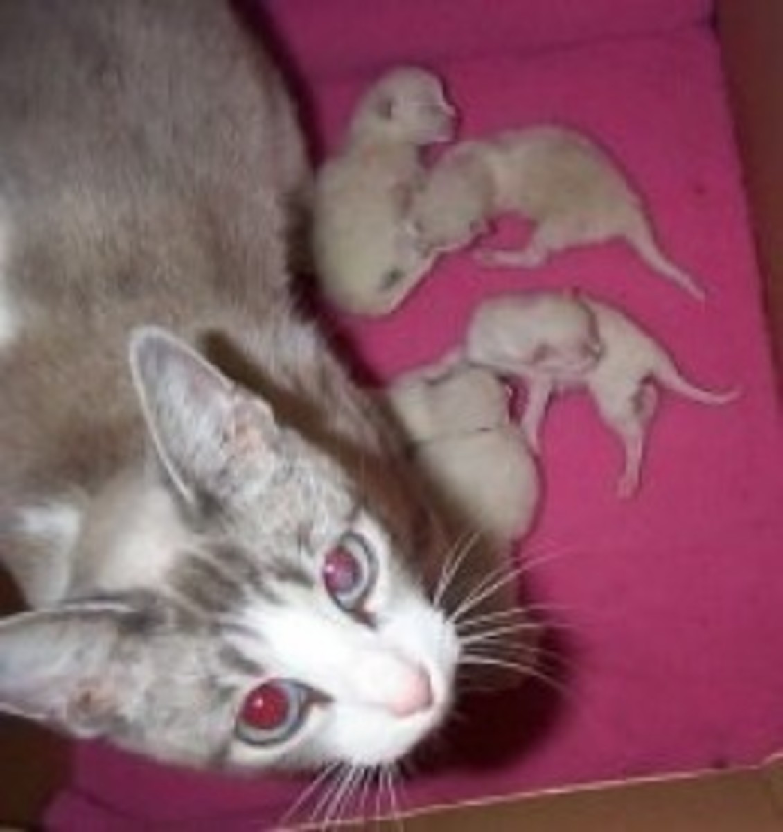 Nursing Cat My Experience with Nursing Cats HubPages