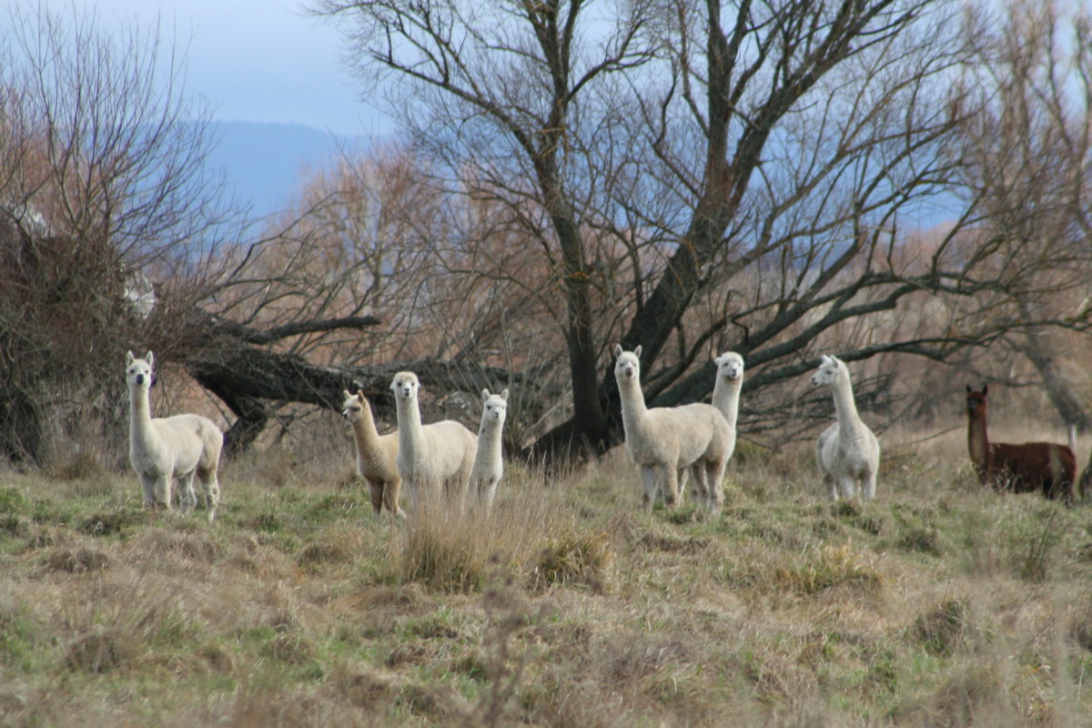 Alpacas As Pets HubPages