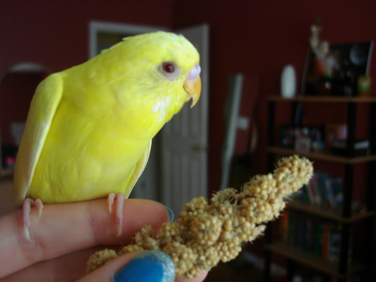How to Finger Train a Parakeet in Less Than 2 Days PetHelpful
