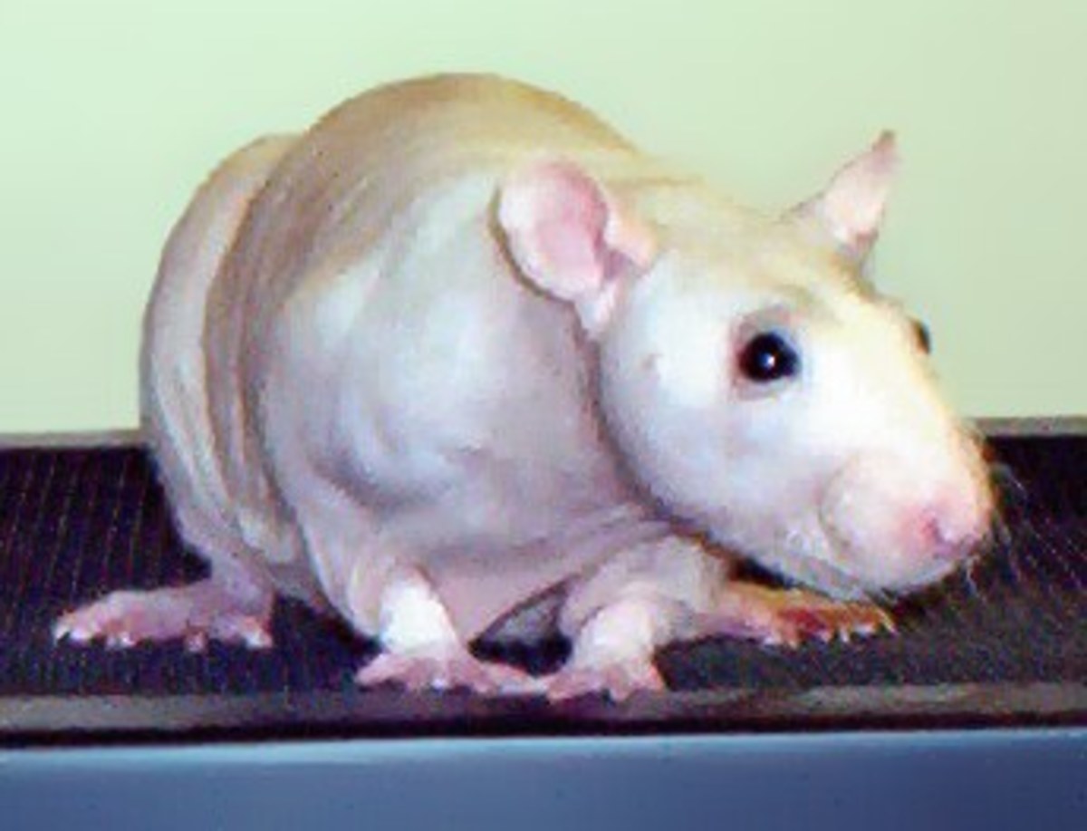 Top 10 Reasons to Have Rats as Pets PetHelpful